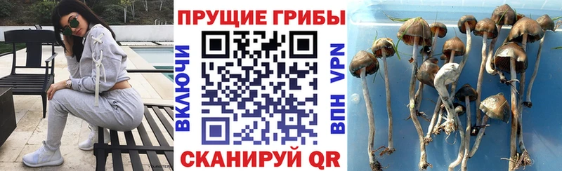 Псилоцибиновые грибы мицелий  где купить   Осинники 